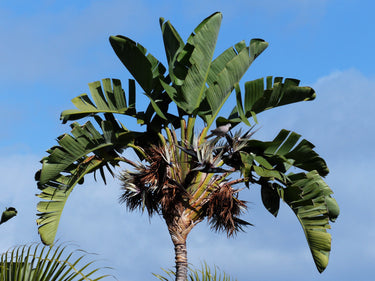 5 GIANT BIRD OF PARADISE Tree Strelitzia Nicolai Wild Banana White Crane Blue Purple Flower Houseplant Seeds